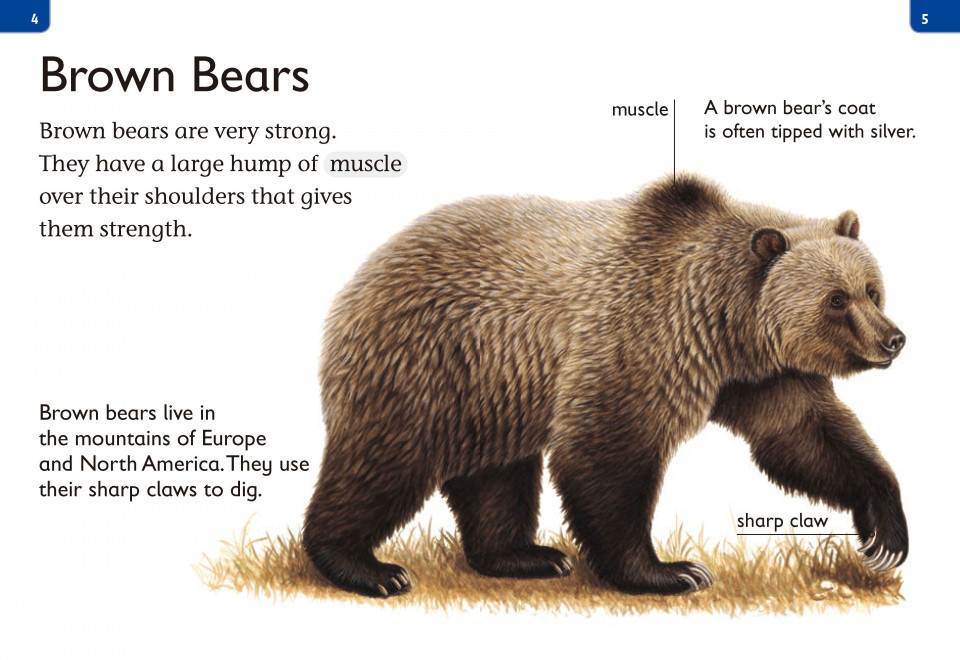 Top Readers 2-04 / AM-Big Bears