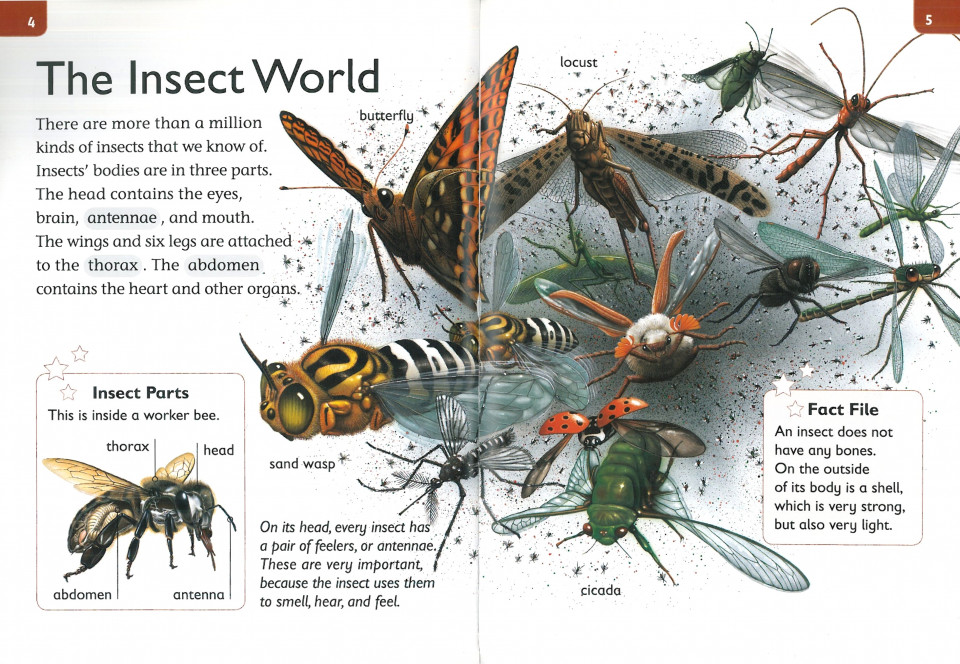 Top Readers 4-02 / AM-Insect World